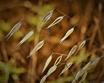 Close-up of crops on field