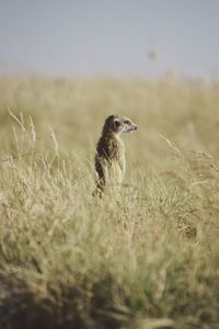Meerkat standing on field against sky on sunny day