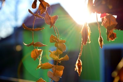 Low angle view of plants against sky