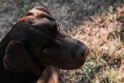 Close-up of black dog looking away