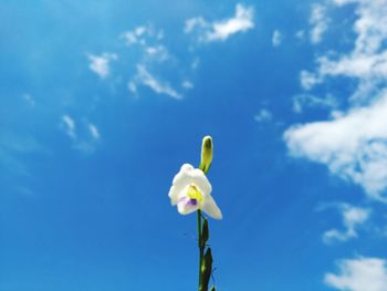 Low angle view of white flowering plant against blue sky