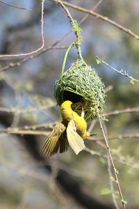 Close-up of bird perching on tree