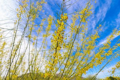 Low angle view of flowering plants against blue sky