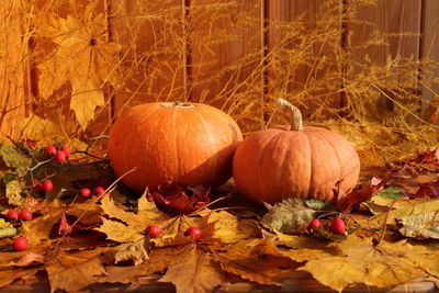 Close-up of pumpkins on autumn leaves