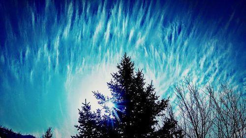 Low angle view of trees against blue sky