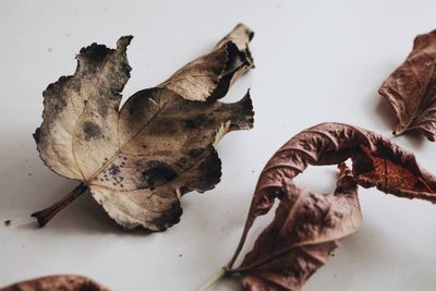 High angle view of dry leaves on white background