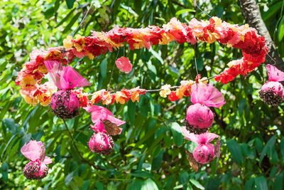 Close-up of pink flowering plants