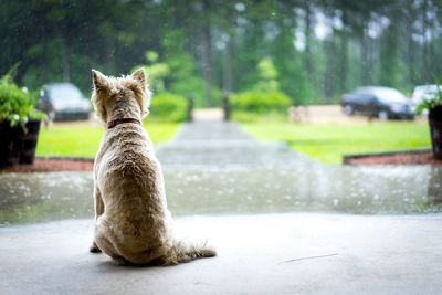 A little dog i found at the wedding i was shooting