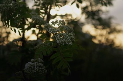 Close-up of fruits growing on tree