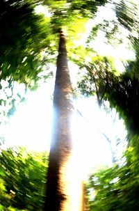 Low angle view of trees