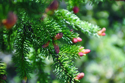 Close-up of pine tree branch