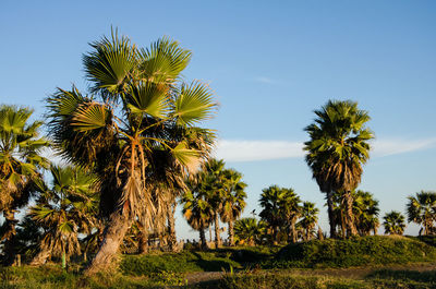 Low angle view of palm trees against clear sky