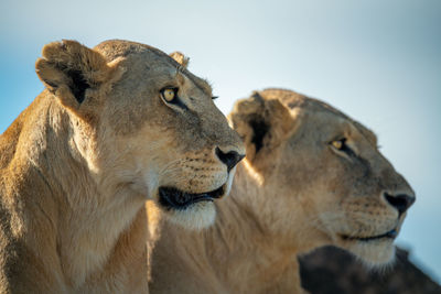 Two lionesses sit on rocks in sun