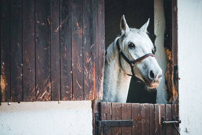 View of horse in stable