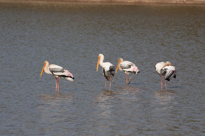 Storks perching in lake