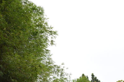 Low angle view of trees against clear sky