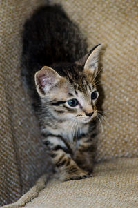 Close-up portrait of cat sitting