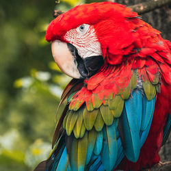 Close-up of parrot