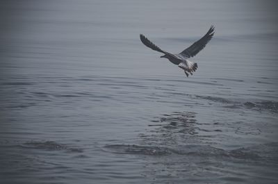 Bird flying over sea