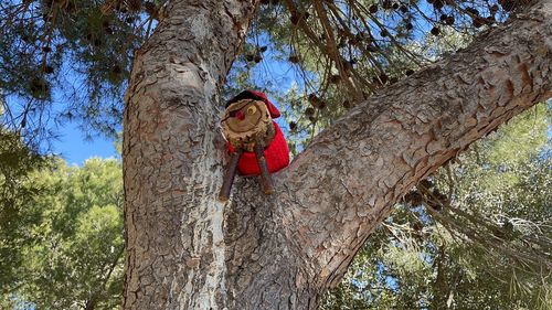 Low angle view of tree trunk