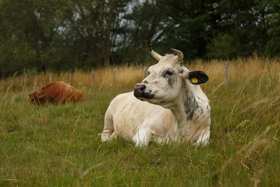 White cow in the grass