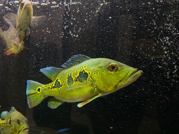 Fish swimming in sea