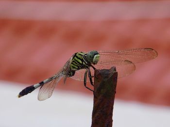 Close-up of dragonfly on twig