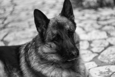 Close-up of a dog looking away