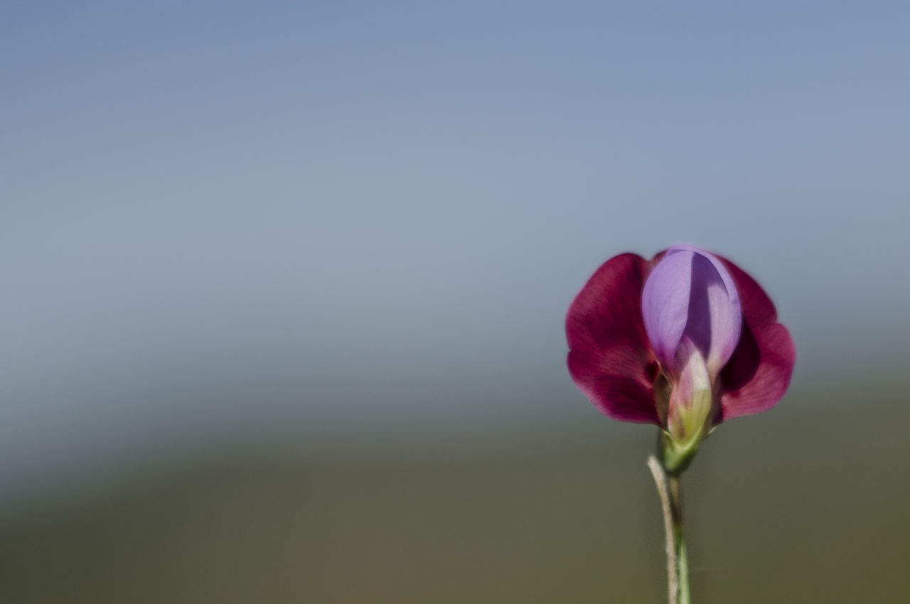 CLOSE-UP OF RED FLOWER