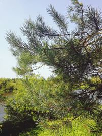 Low angle view of tree against sky