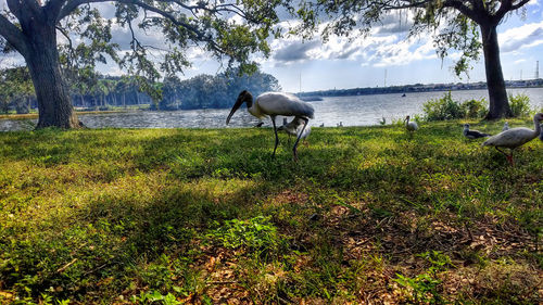 Bird on field by trees against sky