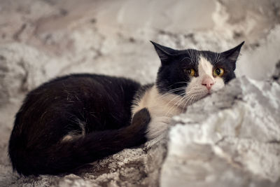 Close-up portrait of a cat