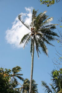 Low angle view of palm trees against sky