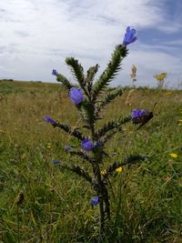 Close-up of thistle blooming on field against sky