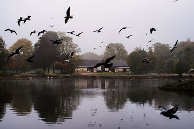 Bird flying over water