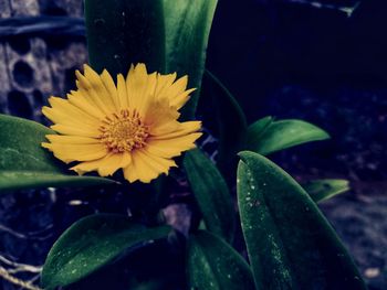 Close-up of yellow flower on plant