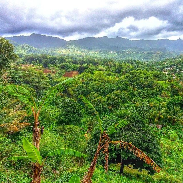 mountain, tranquil scene, tranquility, landscape, sky, scenics, green color, beauty in nature, growth, nature, tree, mountain range, field, cloud - sky, rural scene, plant, non-urban scene, agriculture, grass, idyllic