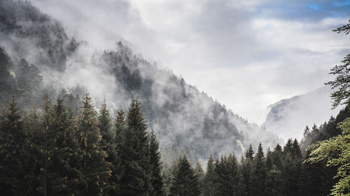 View of pine trees against sky