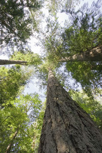 Low angle view of trees in forest