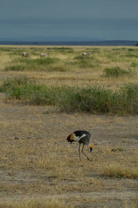 Grey crowned crane bird eating bugs in the grass