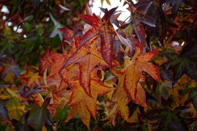 Close-up of maple leaves on plant