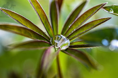 Close-up of plant against blurred background