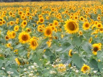 Close-up of sunflowers blooming outdoors