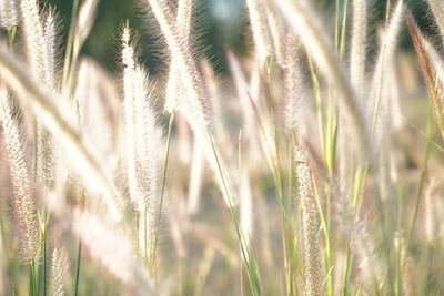 Close-up of stalks in field