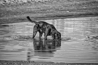 Dog standing in a lake