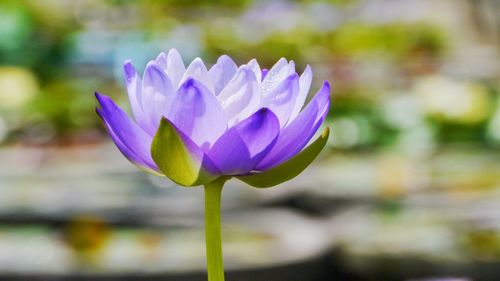 Close-up of purple water lily