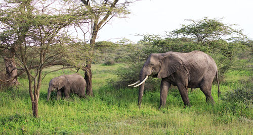 Elephants drinking water