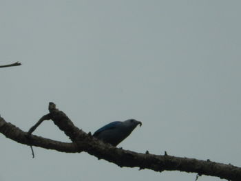 Low angle view of bird perching on tree against clear sky