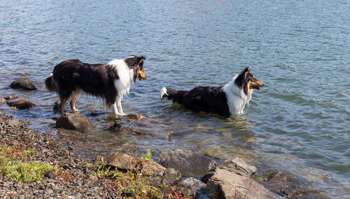 Dog jumping on beach