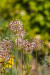 Close-up of flower against blurred background